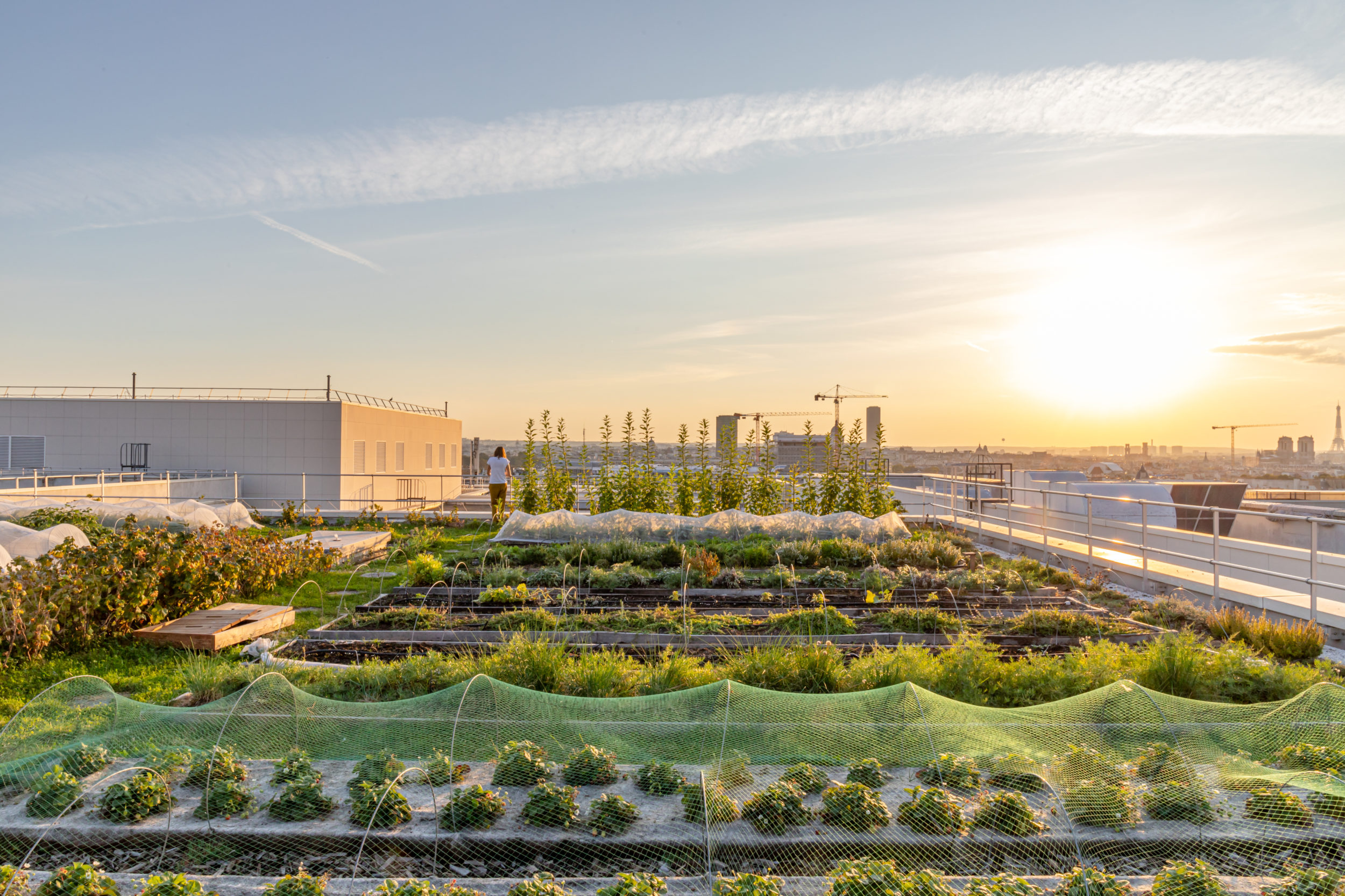 – Végétalisation des toits de l’Opéra Bastille (Paris 11e) (Pariculteurs 1ère édition)